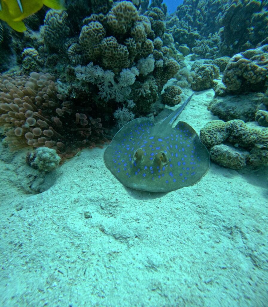 Daliy Diving in Hurghada