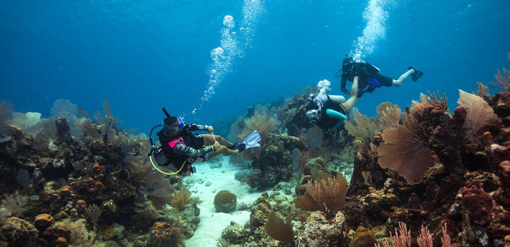 PADI Divemaster Course in Hurghada Hurghada Dive Courses
